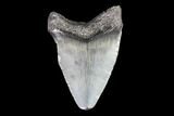 Juvenile Megalodon Tooth - Georgia #83680-1